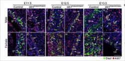 DAZL Antibody (DAZL3/11A) - Azide and BSA Free, Novus Biologicals 0.025